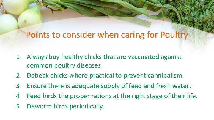 Points to consider when caring for Poultry 1. Always buy healthy chicks that are