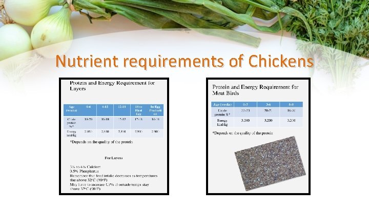 Nutrient requirements of Chickens 