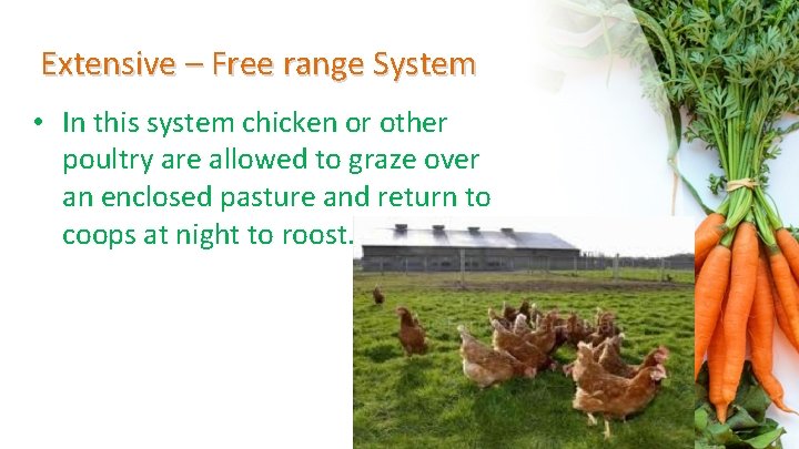 Extensive – Free range System • In this system chicken or other poultry are