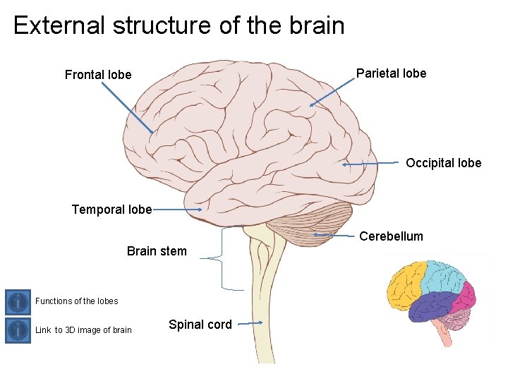 External structure of the brain Parietal lobe Frontal lobe Occipital lobe Temporal lobe Cerebellum