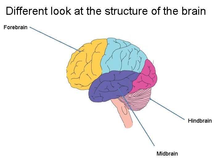 Different look at the structure of the brain Forebrain Hindbrain Midbrain 