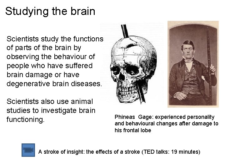 Studying the brain Scientists study the functions of parts of the brain by observing