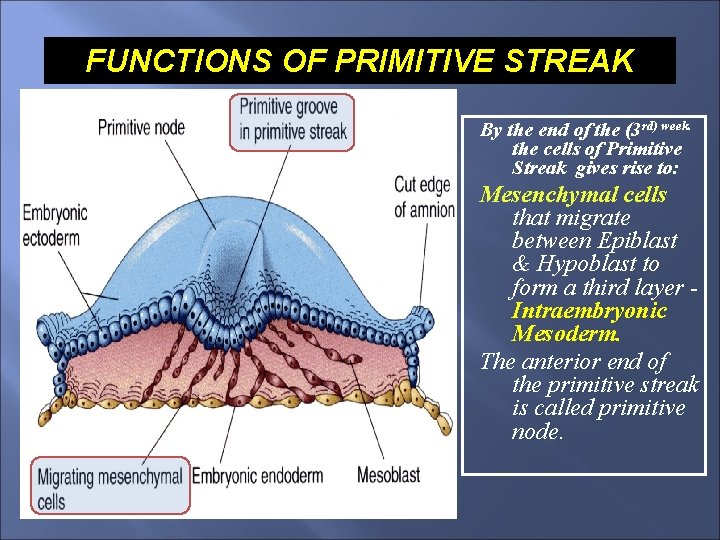 FUNCTIONS OF PRIMITIVE STREAK By the end of the (3 rd) week. the cells