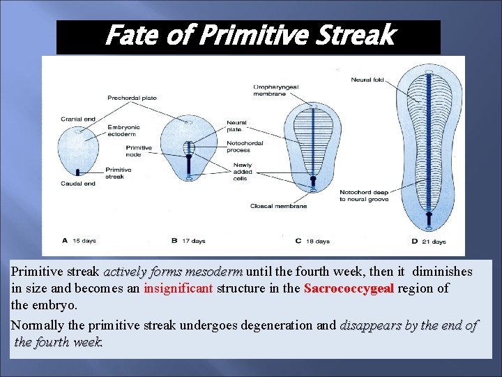 Fate of Primitive Streak Primitive streak actively forms mesoderm until the fourth week, then