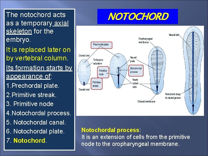 The notochord acts as a temporary axial skeleton for the embryo. It is replaced