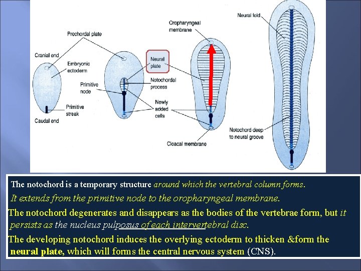 The notochord is a temporary structure around which the vertebral column forms. It extends