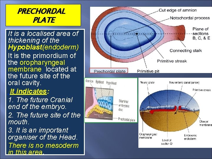 PRECHORDAL PLATE It is a localised area of thickening of the Hypoblast(endoderm). It is