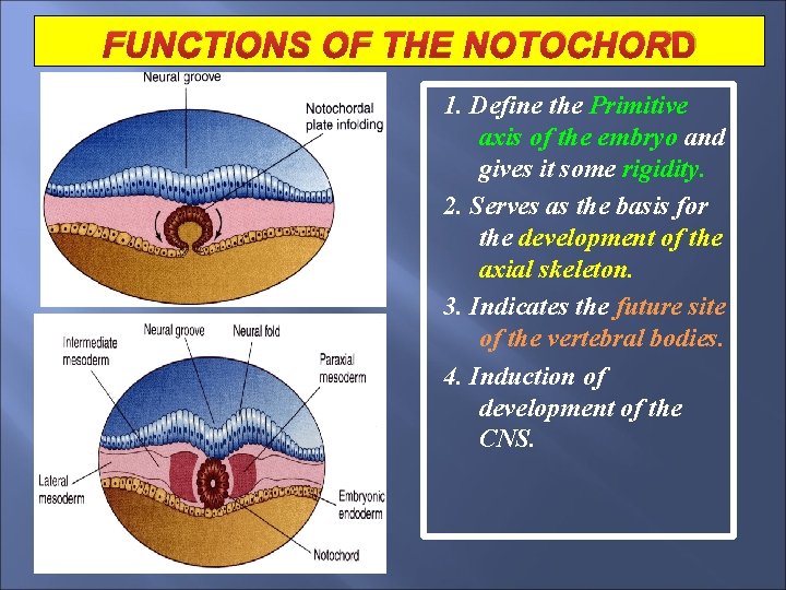 FUNCTIONS OF THE NOTOCHOR D 1. Define the Primitive axis of the embryo and