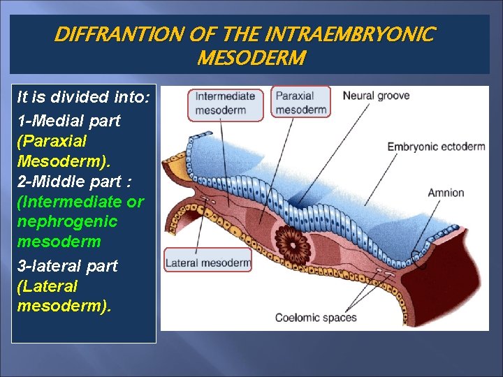 DIFFRANTION OF THE INTRAEMBRYONIC MESODERM It is divided into: 1 -Medial part (Paraxial Mesoderm).