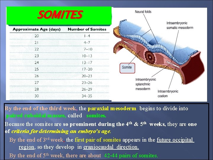 SOMITES By the end of the third week, the paraxial mesoderm begins to divide