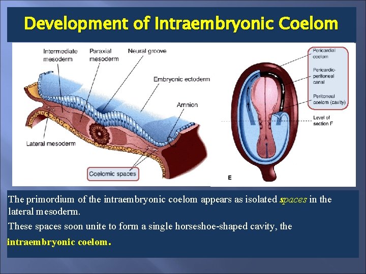 Development of Intraembryonic Coelom The primordium of the intraembryonic coelom appears as isolated spaces
