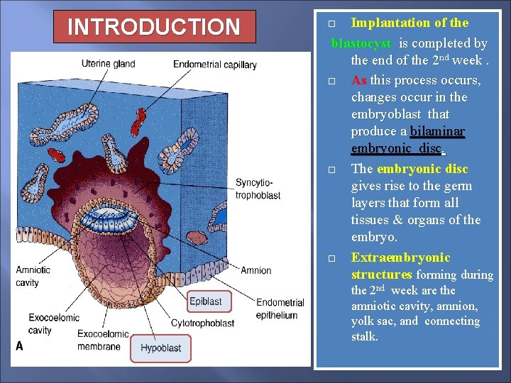 INTRODUCTION Implantation of the blastocyst is completed by the end of the 2 nd