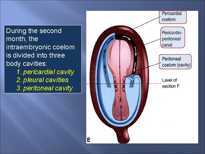 During the second month, the intraembryonic coelom is divided into three body cavities: 1.