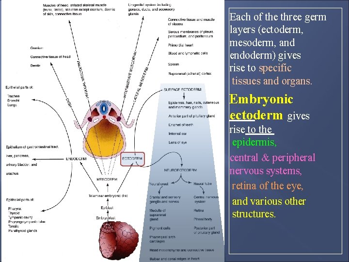 Each of the three germ layers (ectoderm, mesoderm, and endoderm) gives rise to specific