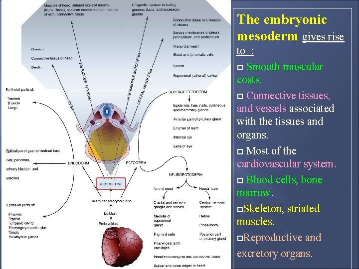 The embryonic mesoderm gives rise to : Smooth muscular coats. Connective tissues, and vessels