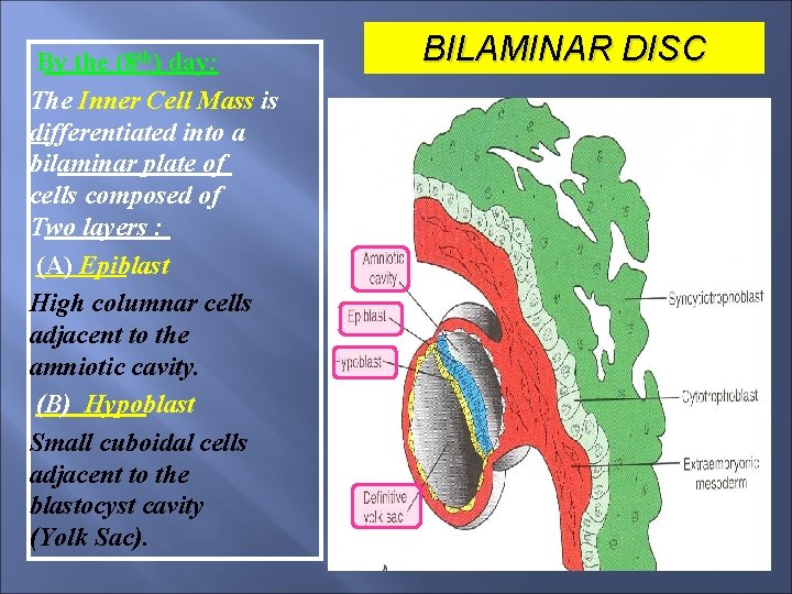 By the (8 th) day: The Inner Cell Mass is differentiated into a bilaminar