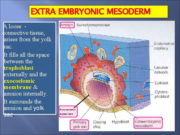 EXTRA EMBRYONIC MESODERM A loose • connective tissue, arises from the yolk sac. It