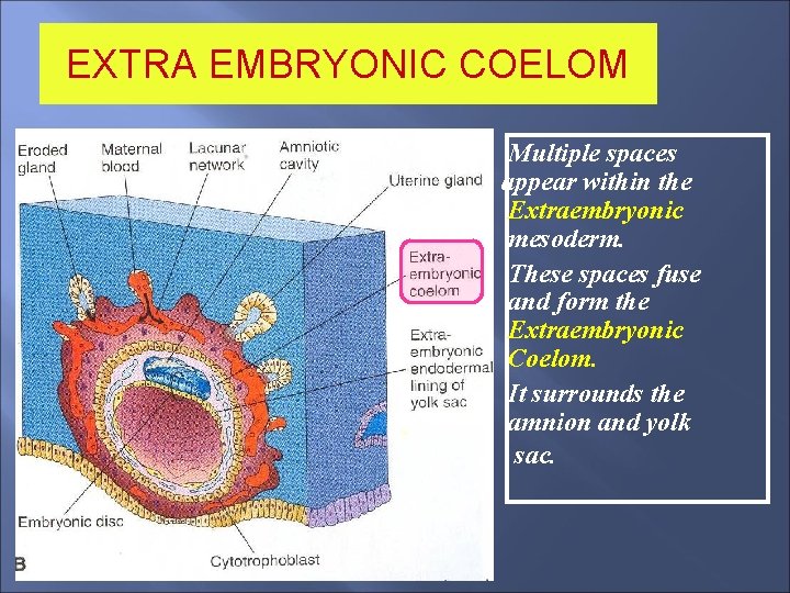 EXTRA EMBRYONIC COELOM Multiple spaces appear within the Extraembryonic mesoderm. These spaces fuse and