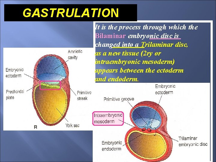 GASTRULATION It is the process through which the Bilaminar embryonic disc is changed into