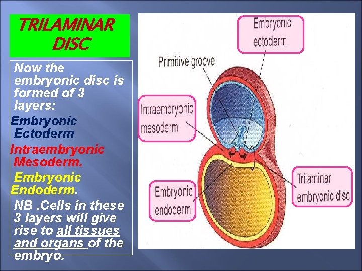 TRILAMINAR DISC Now the embryonic disc is formed of 3 layers: Embryonic Ectoderm Intraembryonic