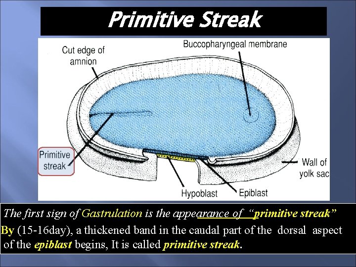 Primitive Streak The first sign of Gastrulation is the appearance of “primitive streak” By