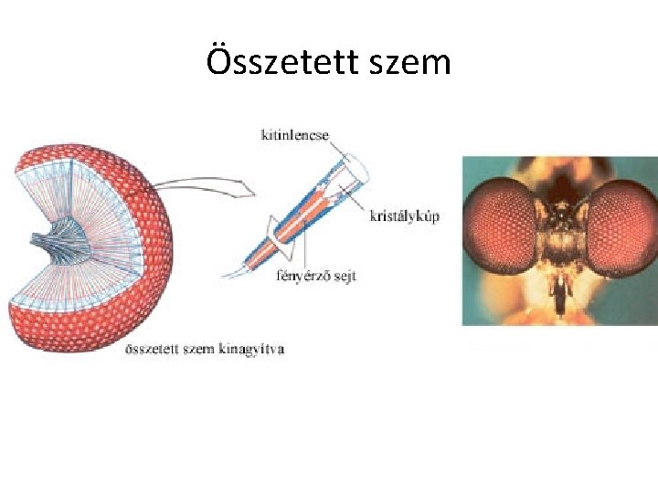 Összetett szem 