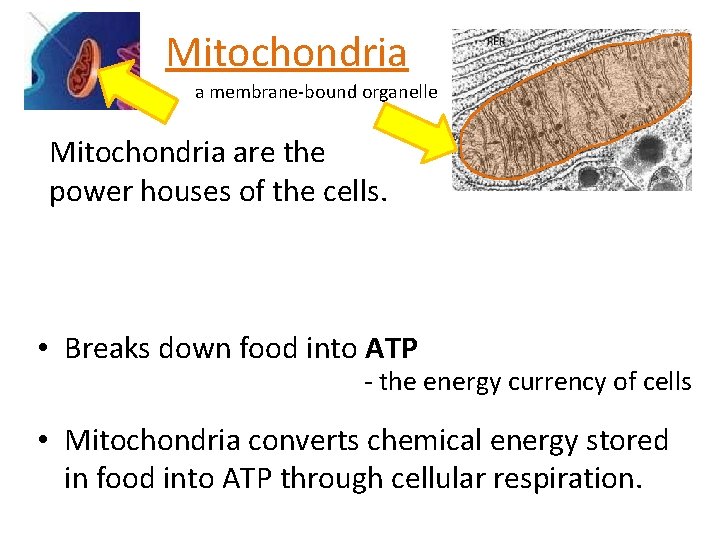 Mitochondria a membrane-bound organelle Mitochondria are the power houses of the cells. • Breaks