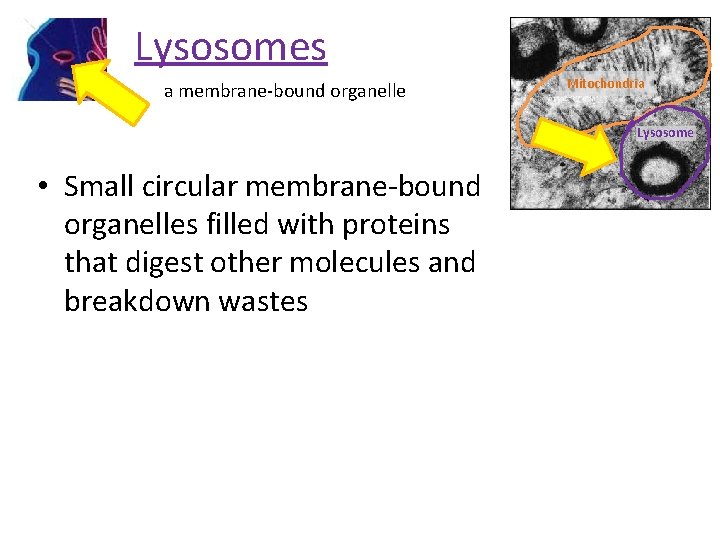 Lysosomes a membrane-bound organelle Mitochondria Lysosome • Small circular membrane-bound organelles filled with proteins
