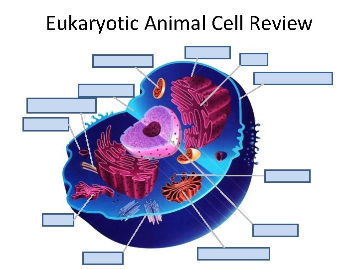 Eukaryotic Animal Cell Review mitochondria ribosomes RER plasma membrane cytoplasm cytoskeleton lysosome vesicles SER