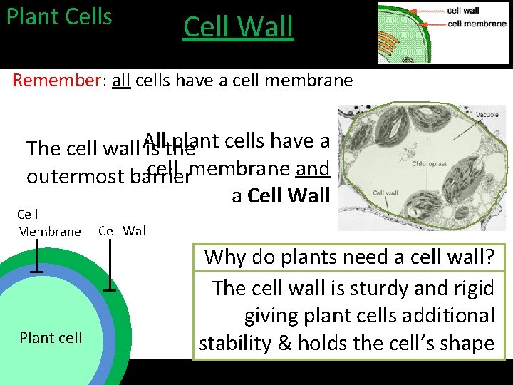 Plant Cells Cell Wall Remember: all cells have a cell membrane plant cells have