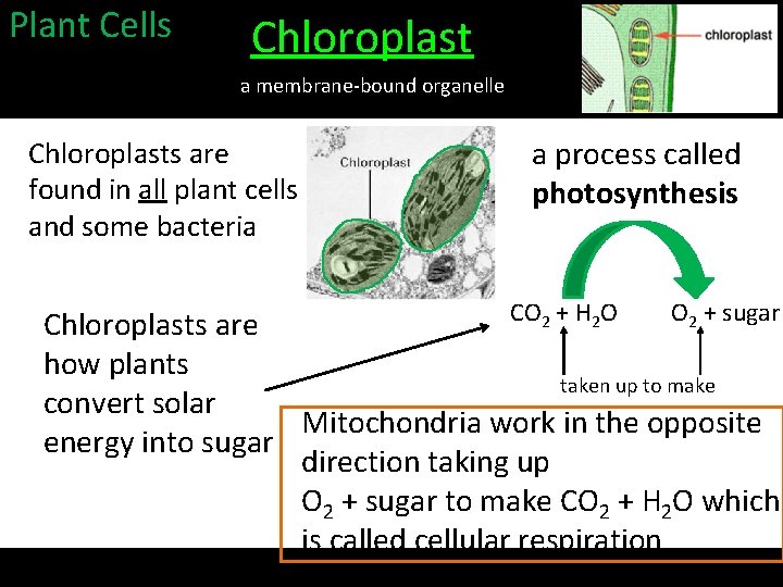 Plant Cells Chloroplast a membrane-bound organelle Chloroplasts are found in all plant cells and