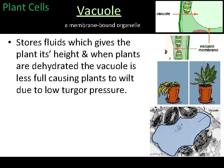 Plant Cells Vacuole a membrane-bound organelle • Stores fluids which gives the plant its’