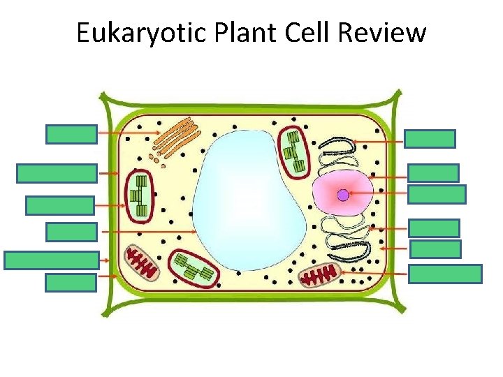 Eukaryotic Plant Cell Review Golgi Cell membrane Chloroplast Vacuole next cell’s cell wall Cell