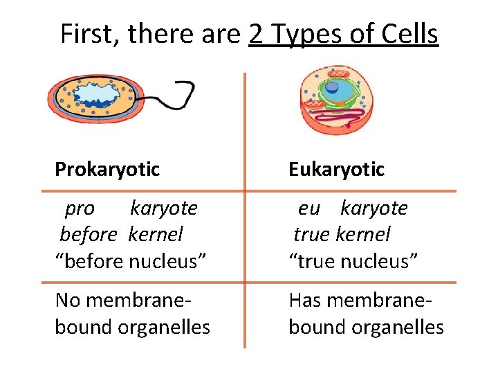 First, there are 2 Types of Cells Prokaryotic Eukaryotic pro karyote before kernel “before