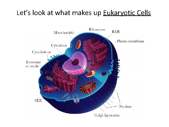Let’s look at what makes up Eukaryotic Cells 