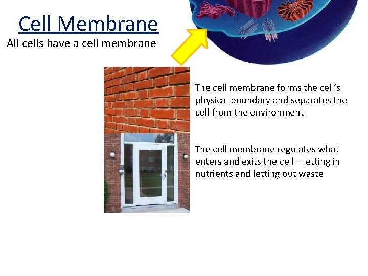 Cell Membrane All cells have a cell membrane The cell membrane forms the cell’s