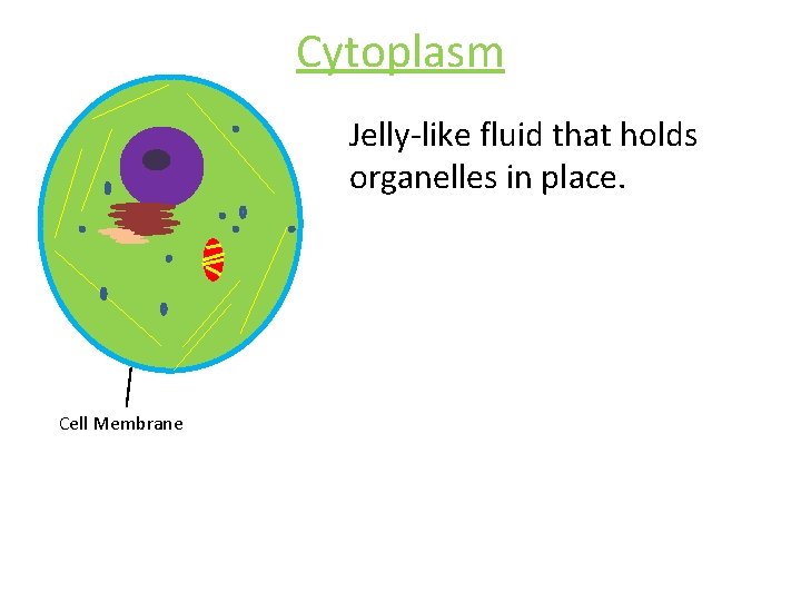 Cytoplasm Jelly-like fluid that holds organelles in place. Cell Membrane 