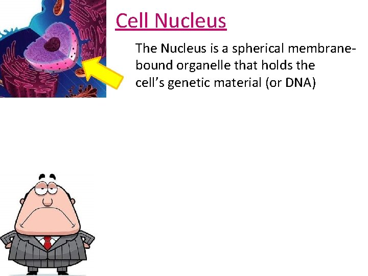 Cell Nucleus The Nucleus is a spherical membranebound organelle that holds the cell’s genetic