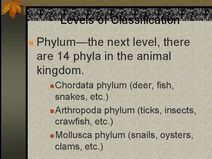 Levels of Classification n Phylum—the next level, there are 14 phyla in the animal
