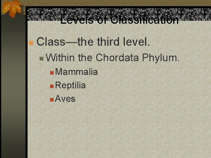 Levels of Classification n Class—the third level. n Within the Chordata Phylum. Mammalia n
