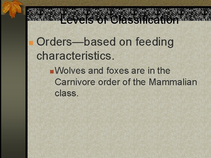 Levels of Classification n Orders—based on feeding characteristics. n Wolves and foxes are in