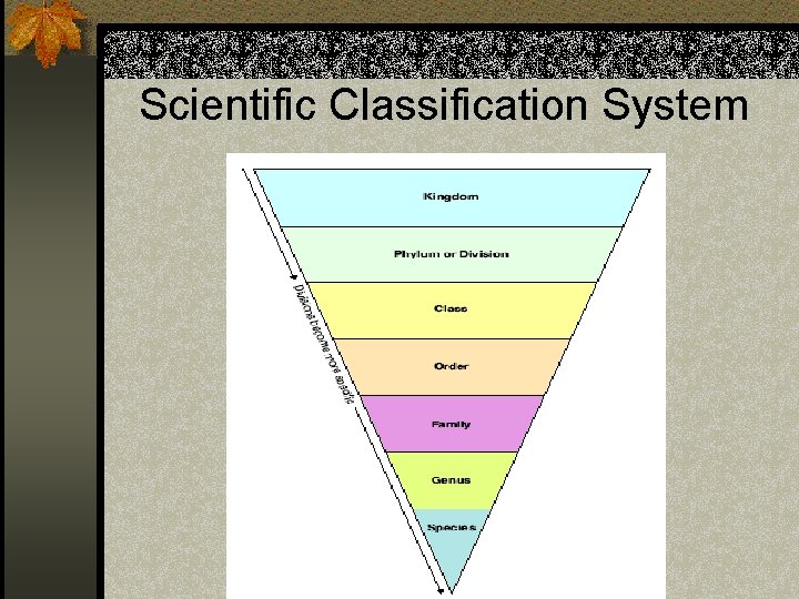 Scientific Classification System 