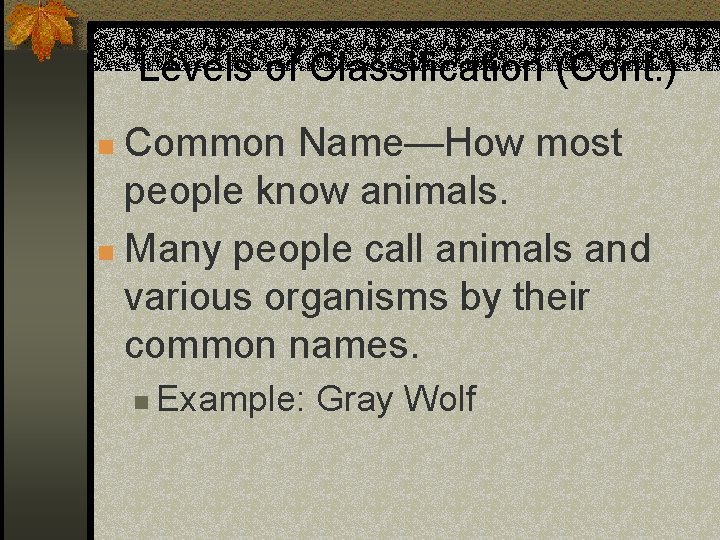 Levels of Classification (Cont. ) Common Name—How most people know animals. n Many people