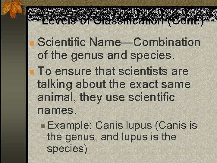 Levels of Classification (Cont. ) Scientific Name—Combination of the genus and species. n To