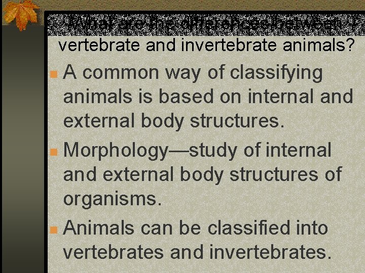 What are the differences between vertebrate and invertebrate animals? A common way of classifying