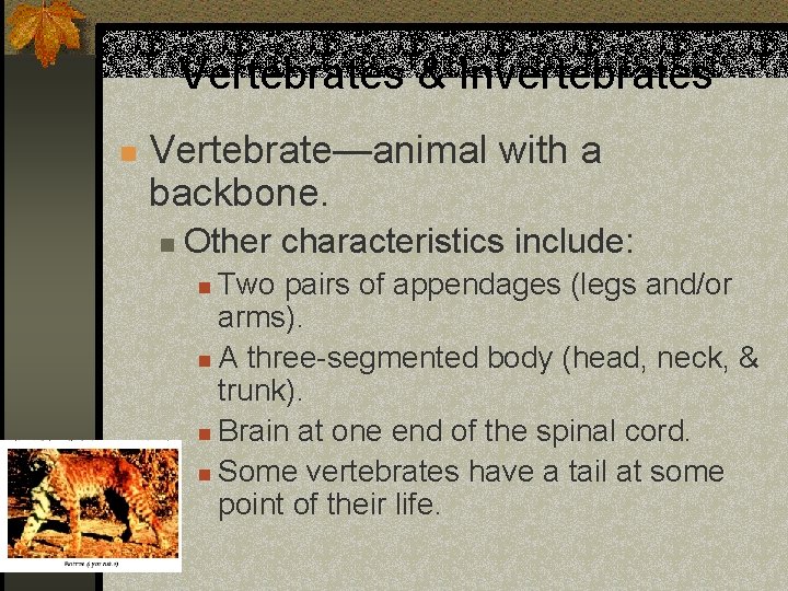 Vertebrates & Invertebrates n Vertebrate—animal with a backbone. n Other characteristics include: Two pairs