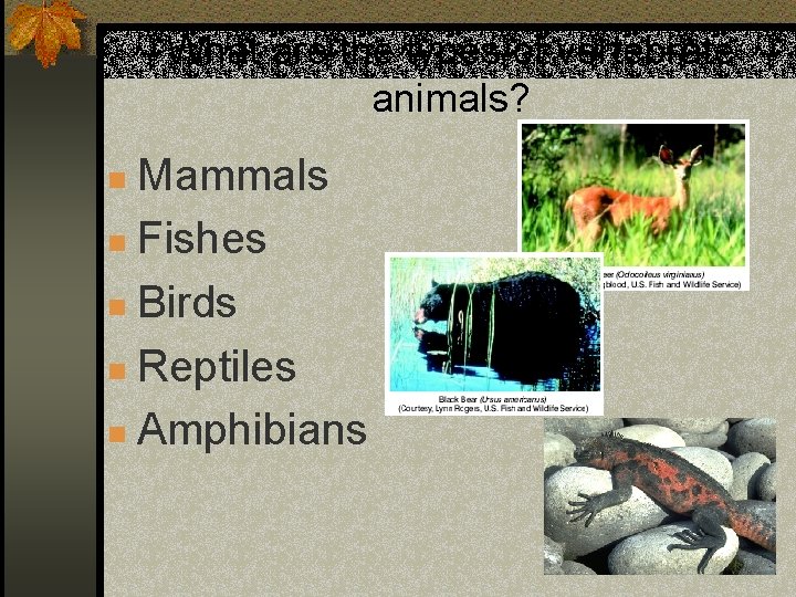 What are the types of vertebrate animals? Mammals n Fishes n Birds n Reptiles