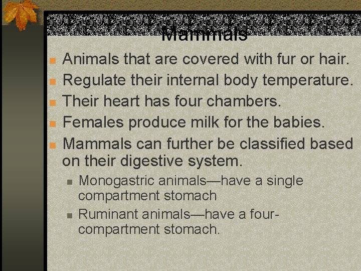 Mammals n n n Animals that are covered with fur or hair. Regulate their