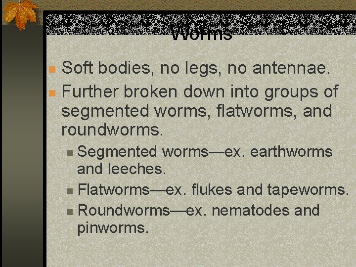 Worms Soft bodies, no legs, no antennae. n Further broken down into groups of