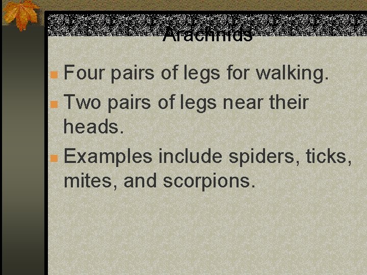 Arachnids Four pairs of legs for walking. n Two pairs of legs near their